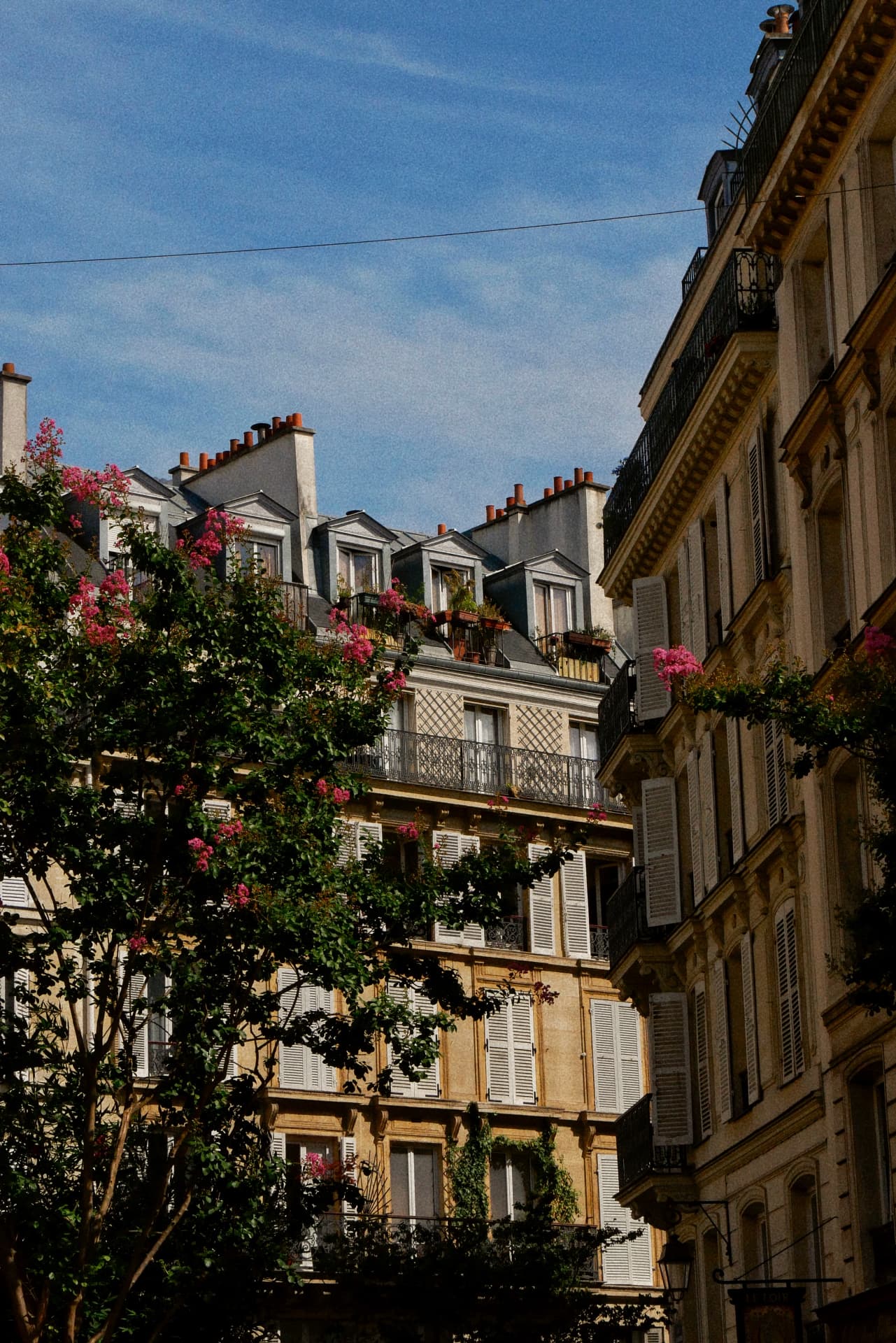 Façades haussmanniennes parisiennes et arbre en fleurs